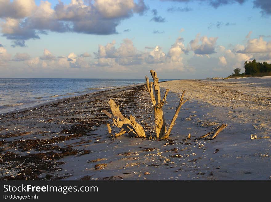 The early morning sun greets a treestump on the beach. The early morning sun greets a treestump on the beach.