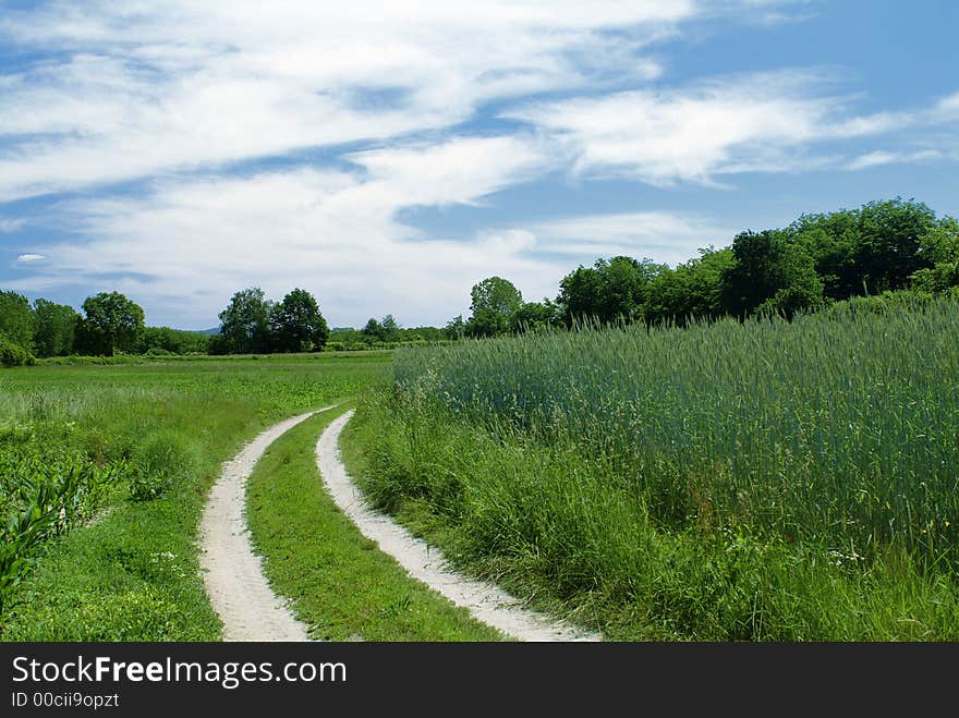 Road in the green