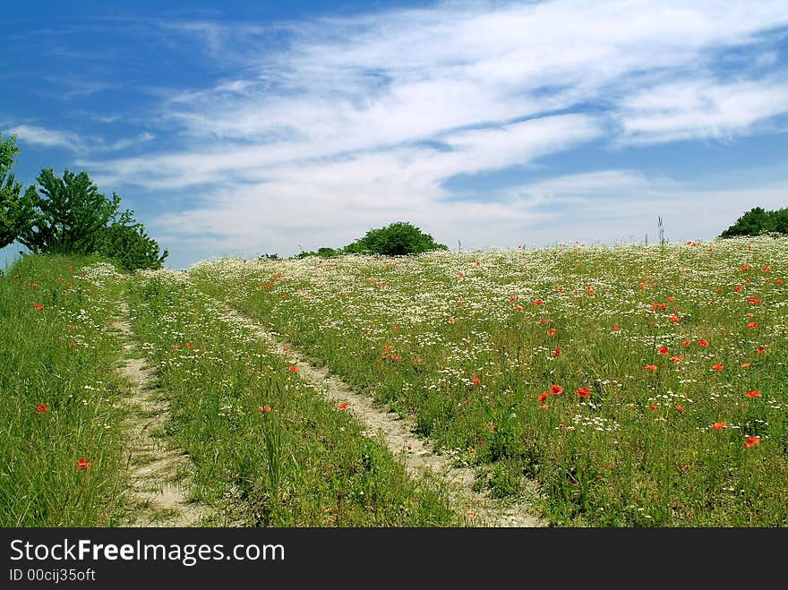 Road in a filed of poppies