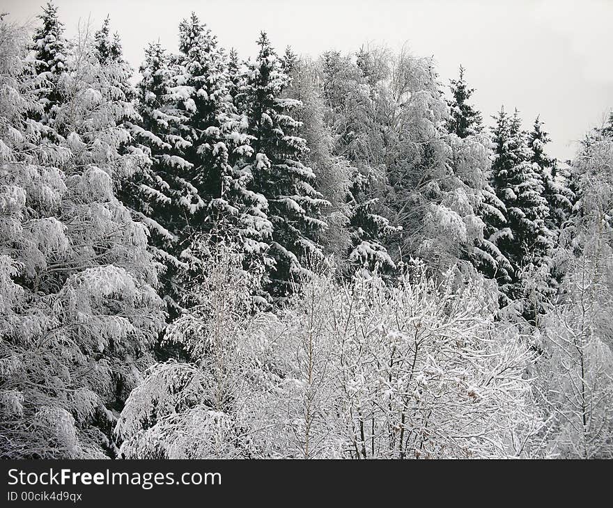 The forest sinks in the snow. The forest sinks in the snow