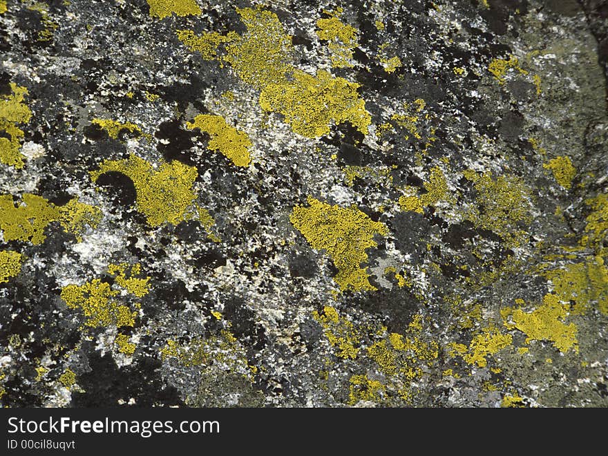 Lichens of a rock