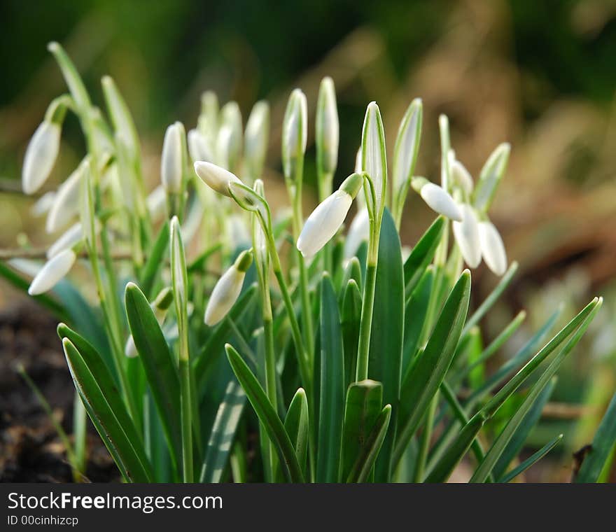 Snowdrops