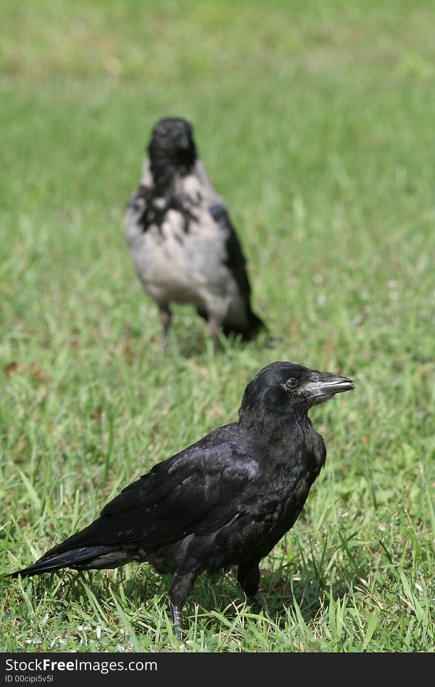 Crows