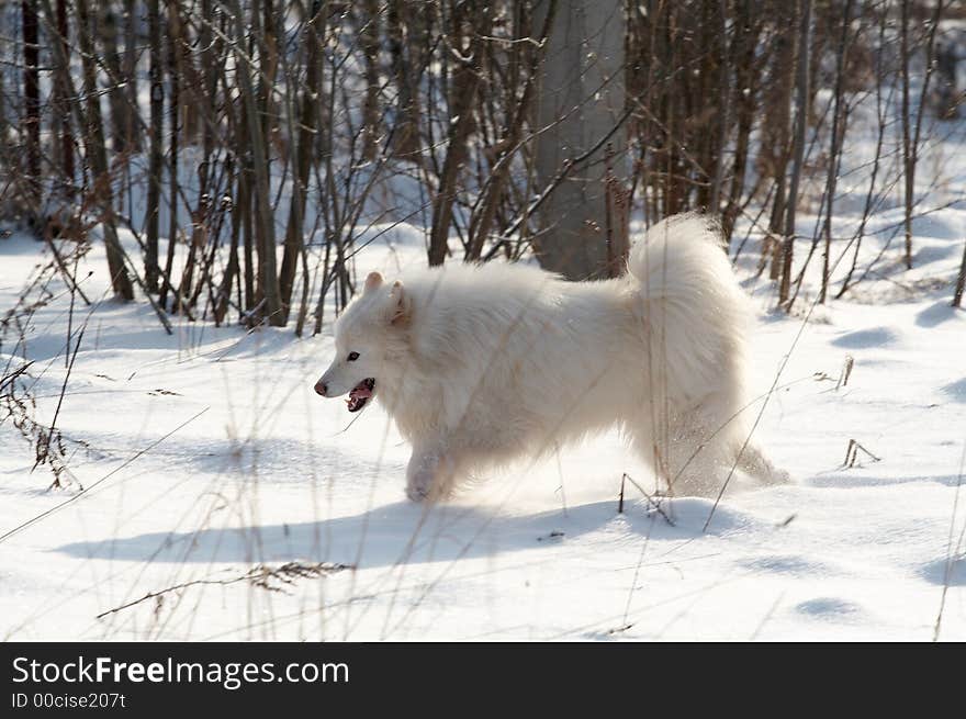 Samoed's dog in winter forest