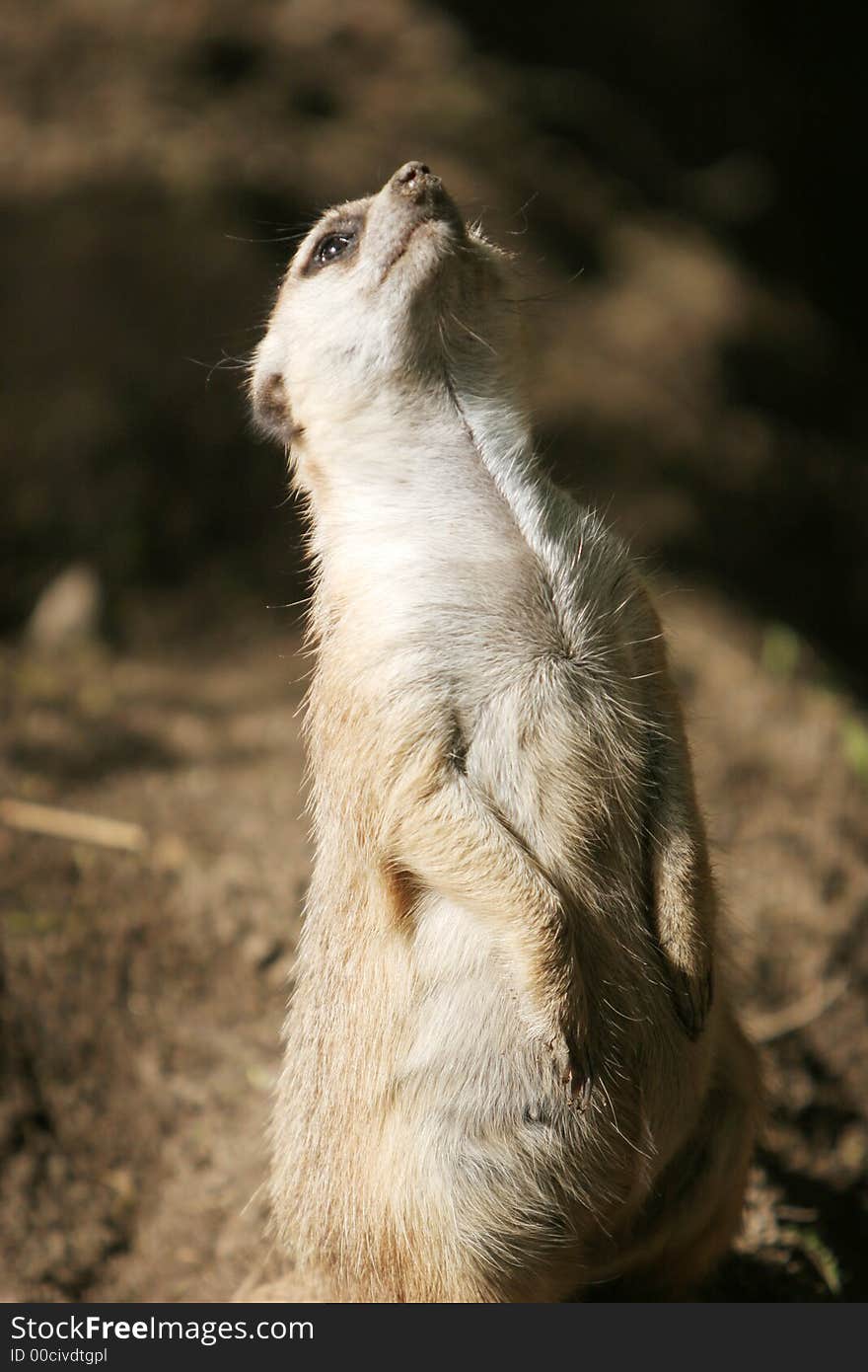 Meerkat