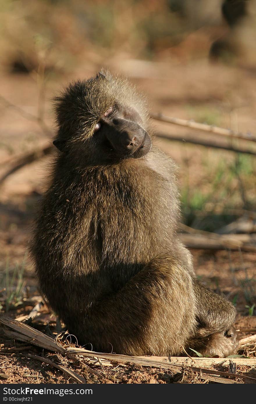 Young olive baboon warming up in the morning sun