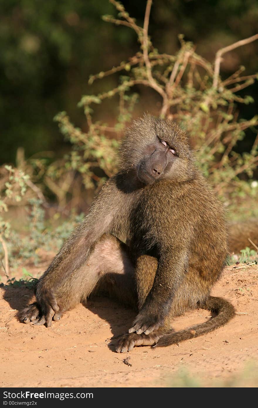 Baboon basking in the morning sun. Baboon basking in the morning sun