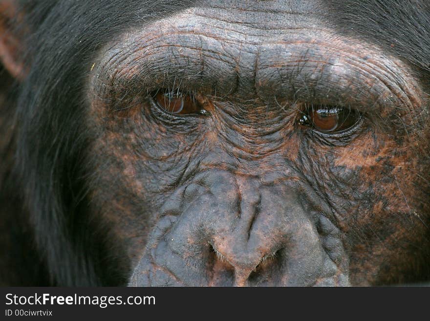 Closeup of chimp face, eyes looking into distance