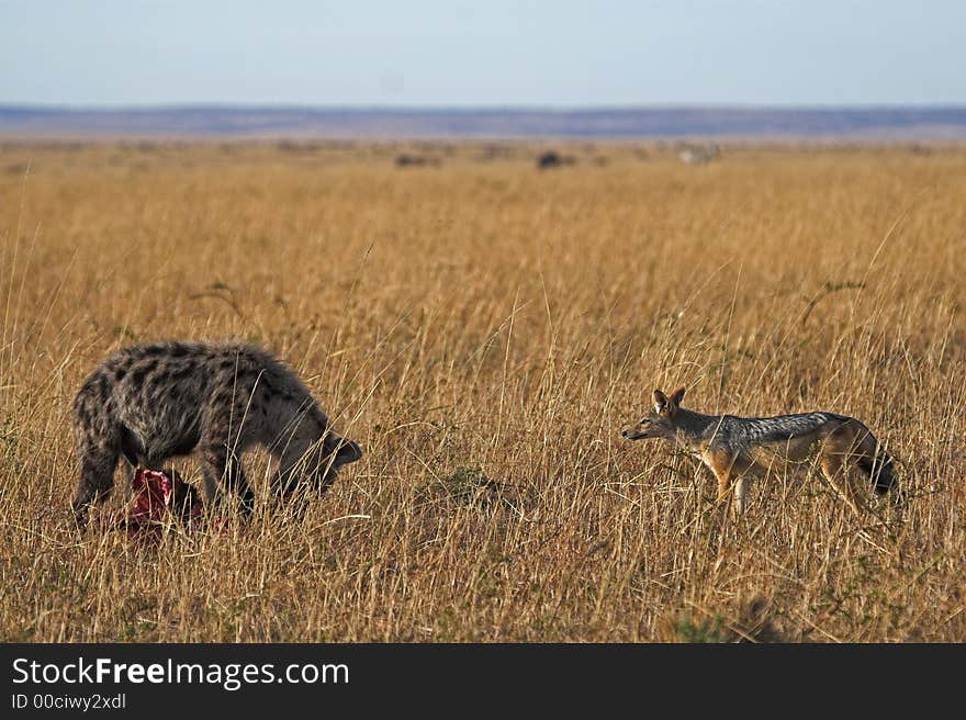 Jackal envying a Spotted Hyena at kill. Jackal envying a Spotted Hyena at kill