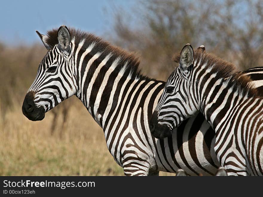 Wild zebra mother and foal standing together. Wild zebra mother and foal standing together