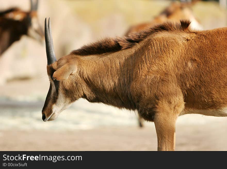 Antelope head shot - close up