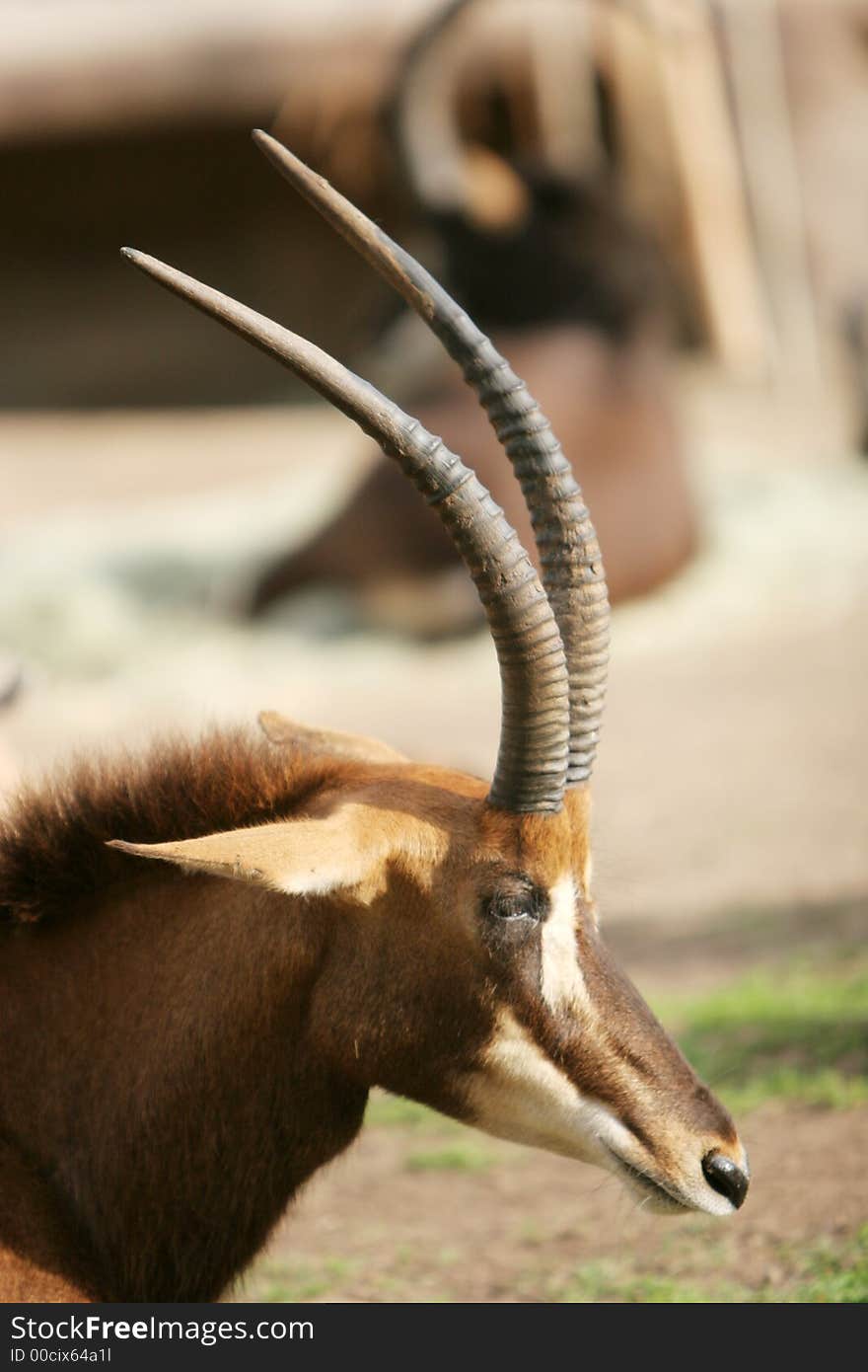 Gazelle head shot - close up