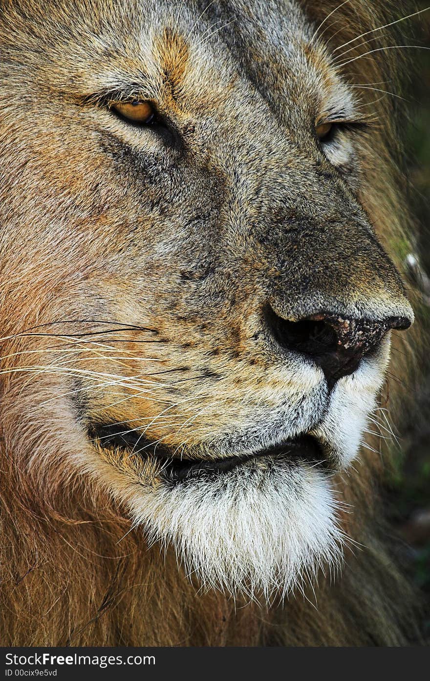 Lion Portrait