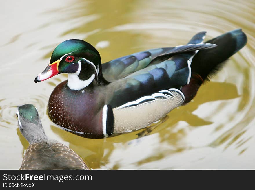 Beautiful duck