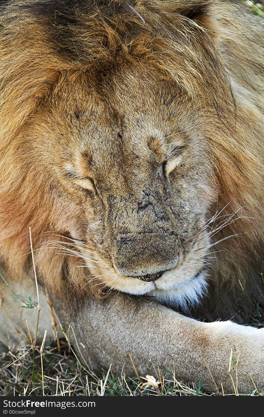 Sleepy Lion