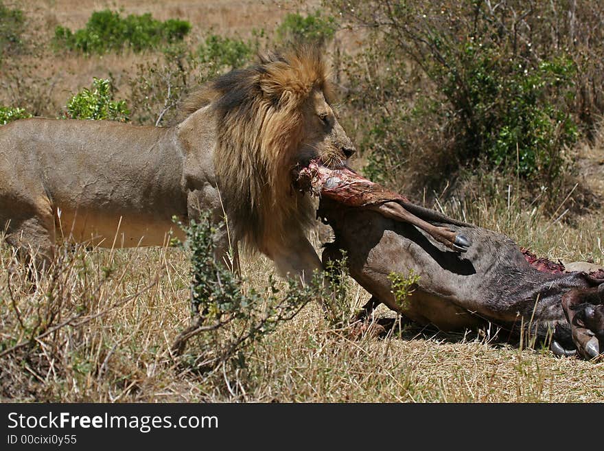 Lion with kill