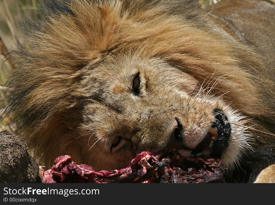 Lion At Kill