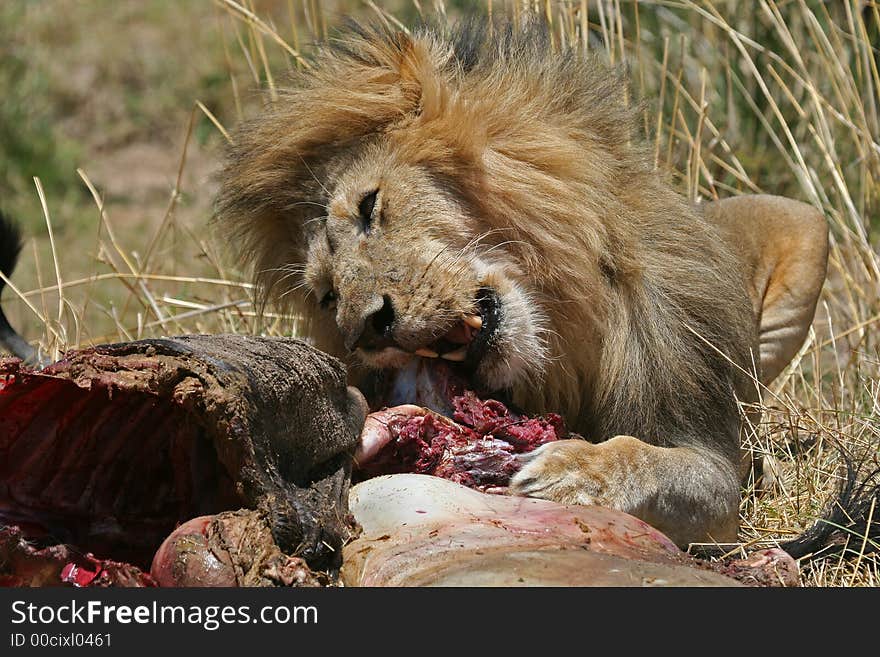 Lion At Kill