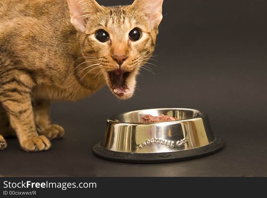 Cat being emotional while eating cat food