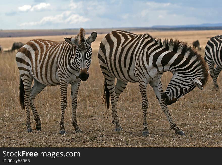 Mother and foal Zebra on plains of Serengeti. Mother and foal Zebra on plains of Serengeti