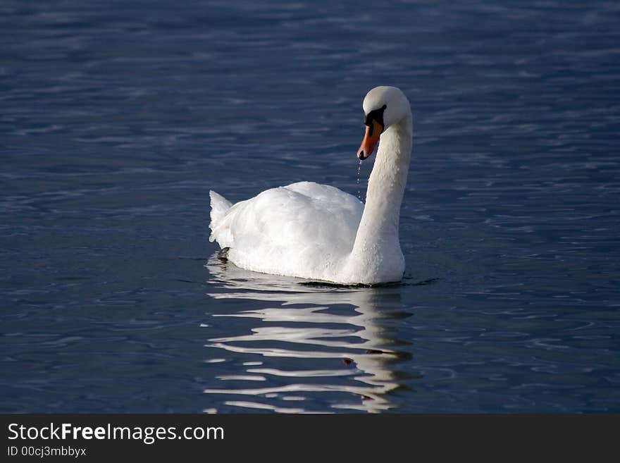Swan at the baltic sea.