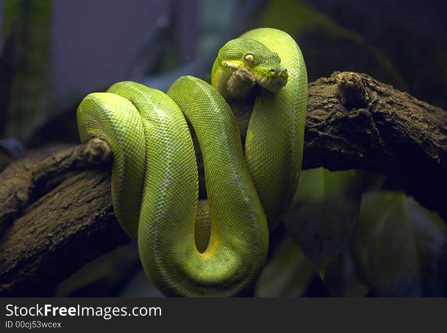 Green Snake in Tree Branch