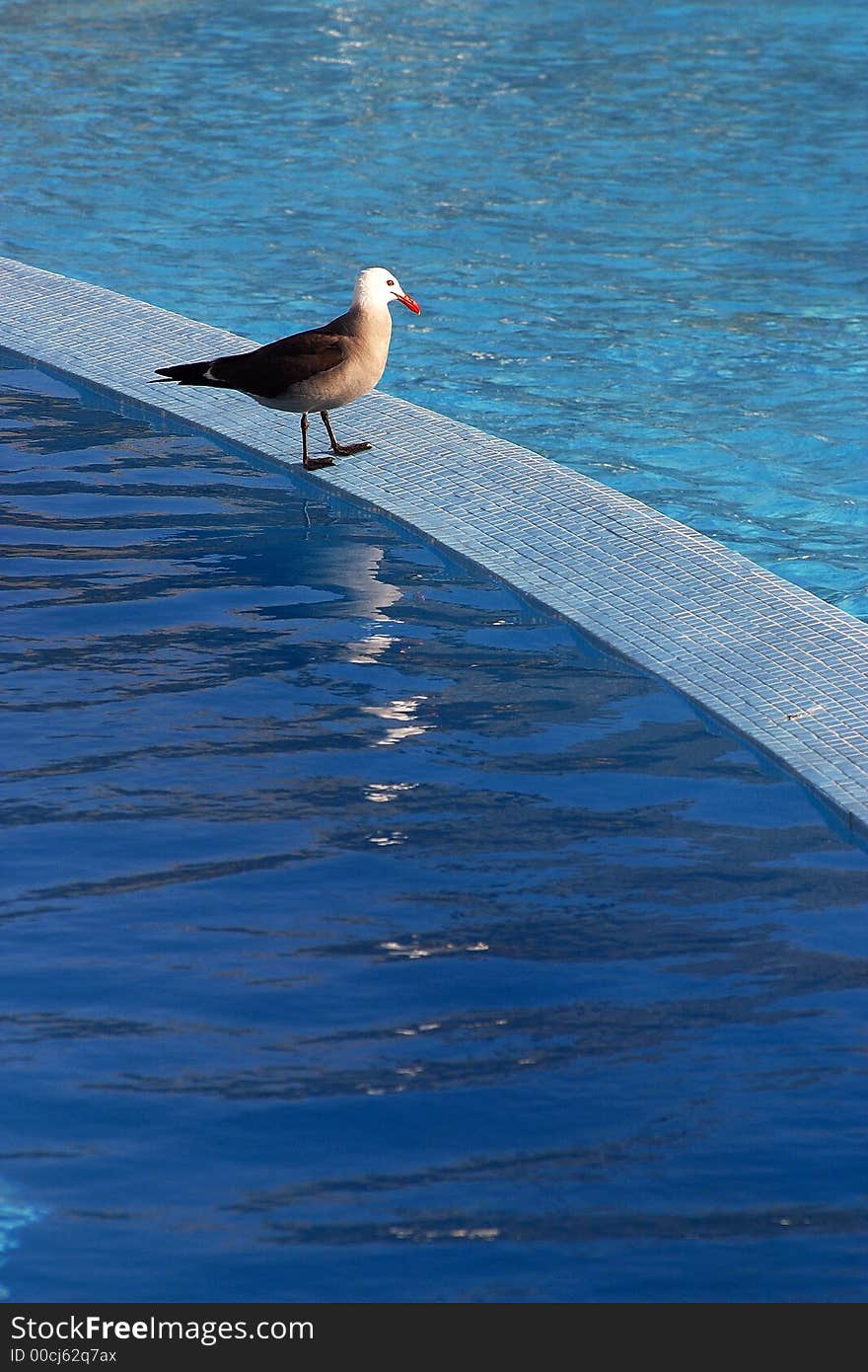 Sea gull standing on a step of a pool in a hotel in Puerto Vallarta, Jalisco, Mexico, Latin America