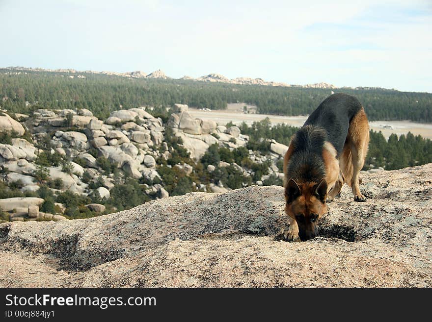 German shepherd drinking water in the mountains