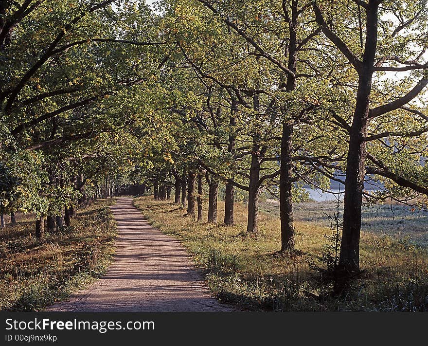 Oak road in the forest of Valaam island in early September. Oak road in the forest of Valaam island in early September