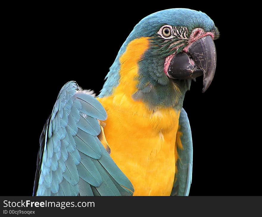 Parrot