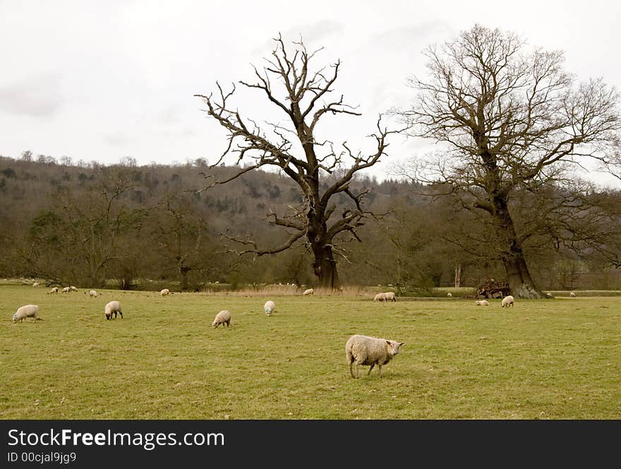 Sheep on a meadow, England