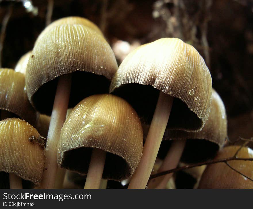 Mushrooms in forest.
location: east-belgium