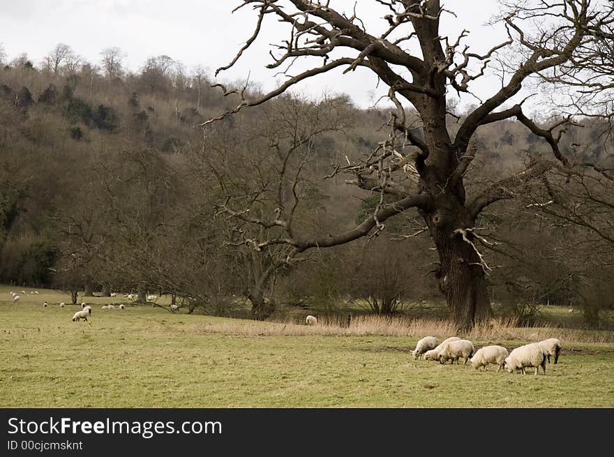 Sheep in a meadow, England