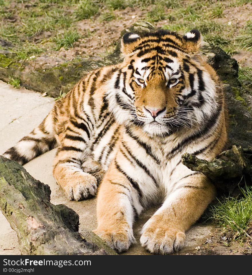 Tiger lying down, keeping an eye on everything!. Tiger lying down, keeping an eye on everything!