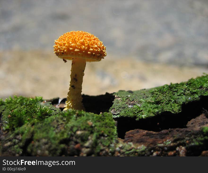 Orange and estrange mushroom from brazil. Orange and estrange mushroom from brazil