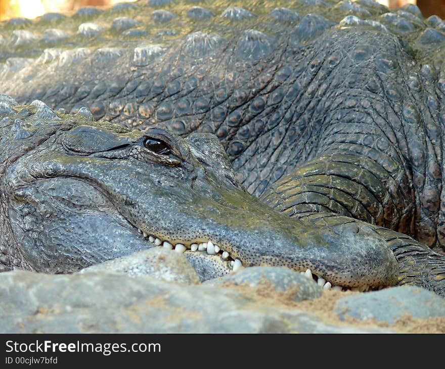 Crocodile close up from zoo on Tenerife