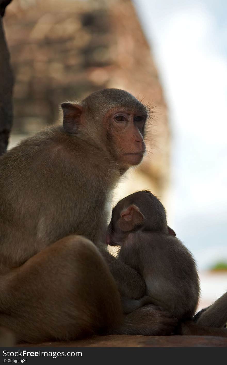 View of monkey feeding it’s baby. View of monkey feeding it’s baby