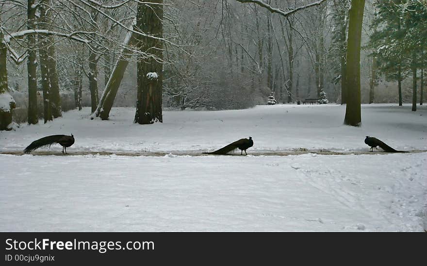 Winter in the kings garden in Warsaw, Poland. Winter in the kings garden in Warsaw, Poland.