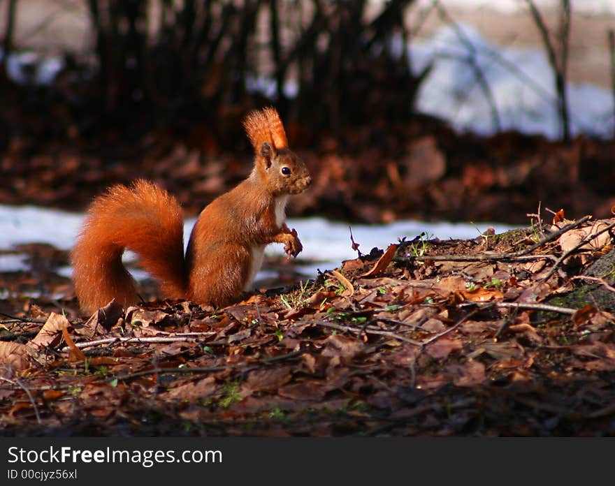 Red squirrel sitting on the leaves