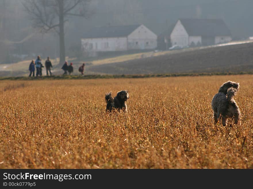 Watching dogs at children walking on the way