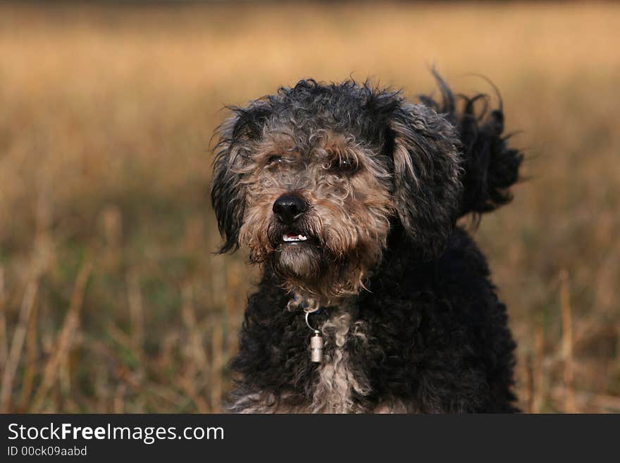 Portrait of small dog from village. Portrait of small dog from village