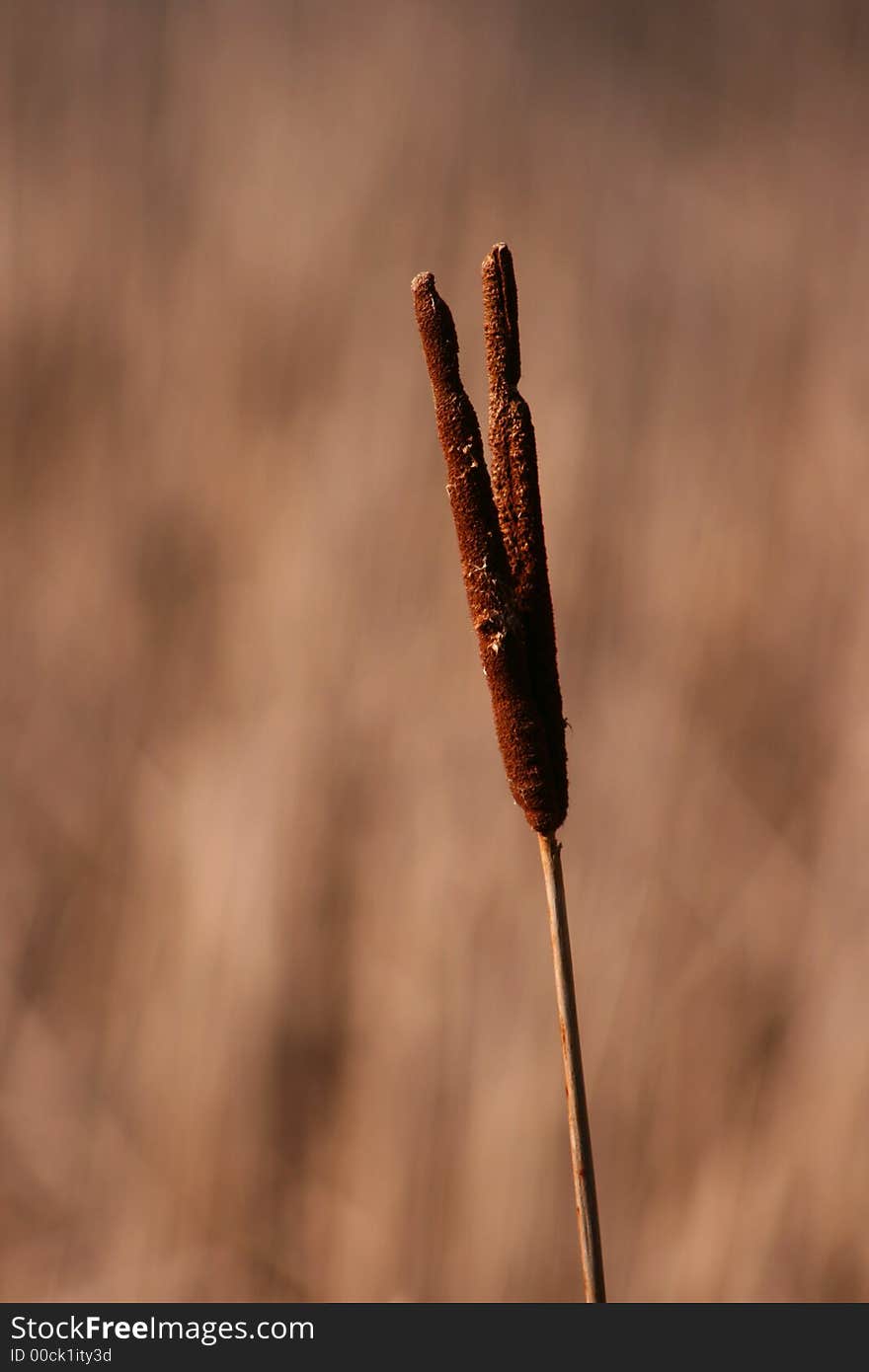 Common cattail