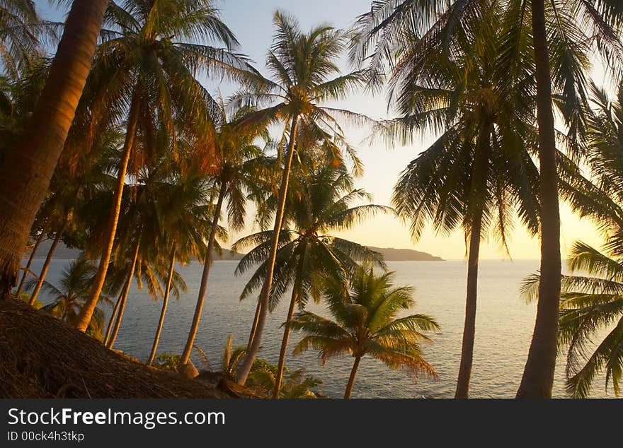 View of palms and ocean bay during sunset. View of palms and ocean bay during sunset