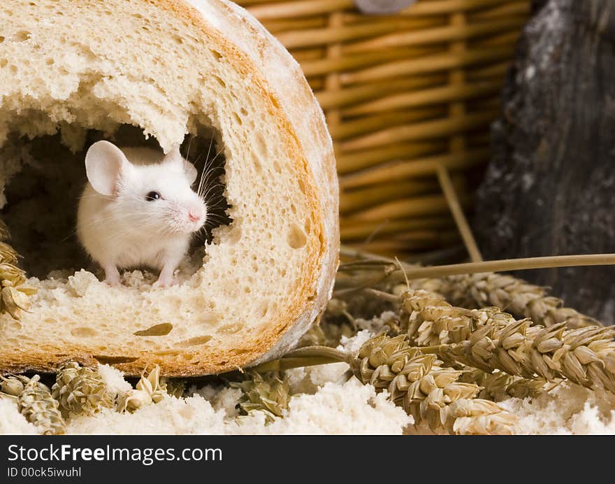 Mouse in a loaf