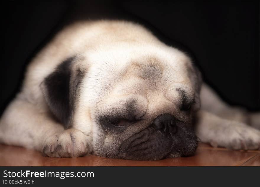 View of nice young  puppy mops getting rest peacefully on the floor. View of nice young  puppy mops getting rest peacefully on the floor