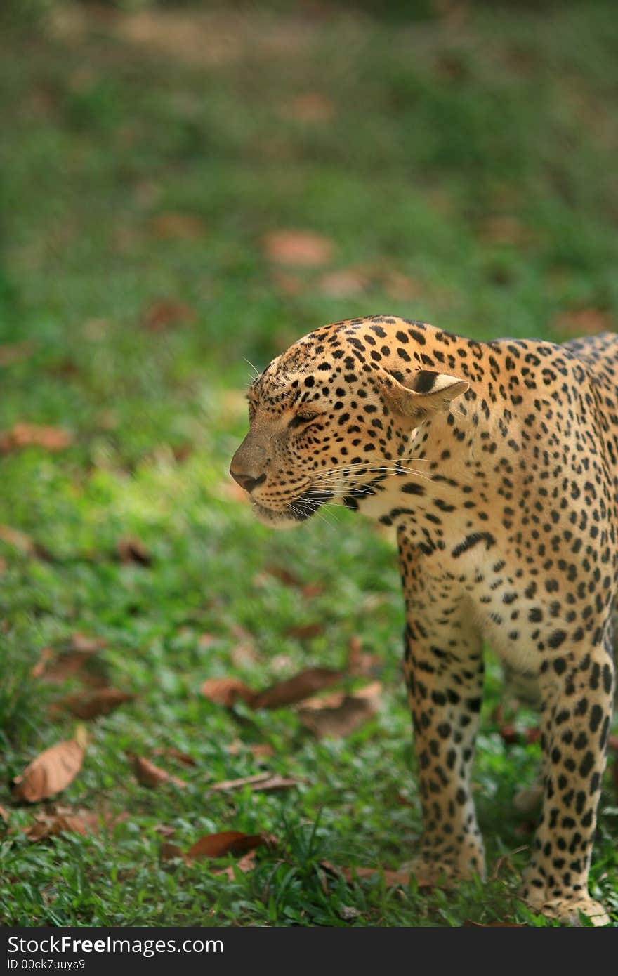 Leopard