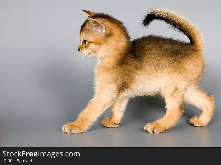 Kitten whom the first time poses in studio. Kitten whom the first time poses in studio