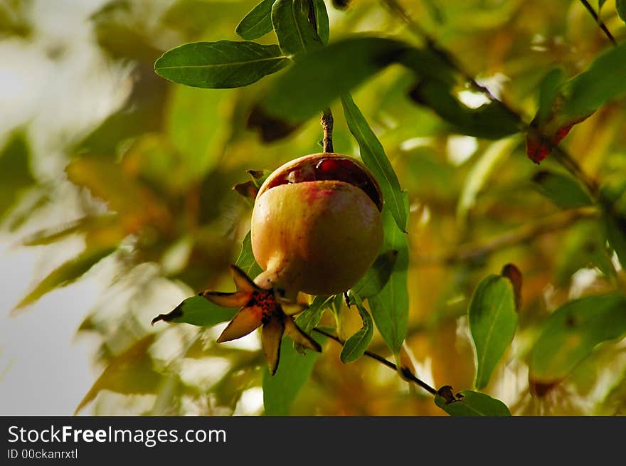 Dwarf Pomegranate (fruit on the branch with green leaves)