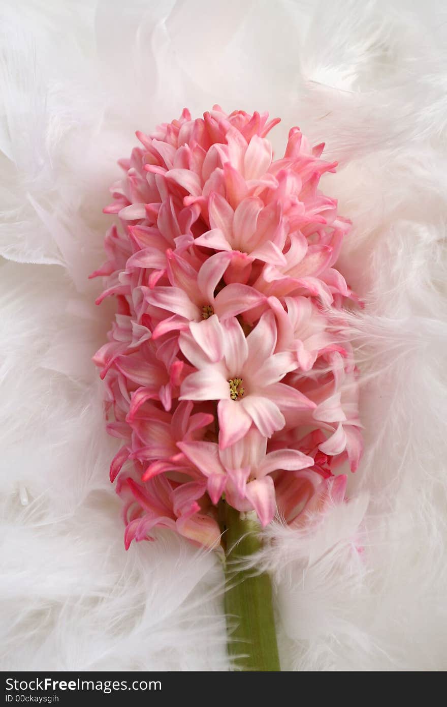 Pink phlox on white plumage