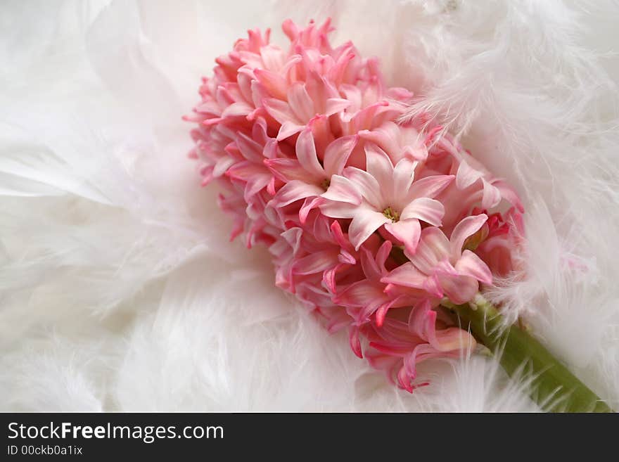 Background for a greeting card: pink flower on plumage